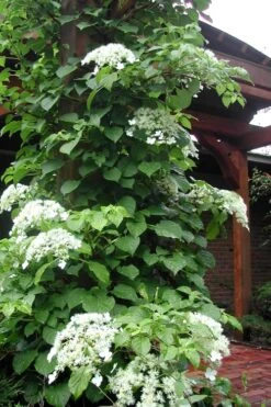 Climbing Hydrangea 'Petiolaris' - 1 Gallon Pot -Breeze Sprout Sales Hydrangea Climbing Petiolaris 10