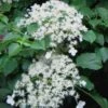 Climbing Hydrangea 'Petiolaris' - 1 Gallon Pot