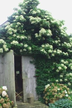 Climbing Hydrangea 'Petiolaris' - 1 Gallon Pot -Breeze Sprout Sales Hydrangea Climbing Petiolaris 15