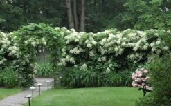 Climbing Hydrangea 'Petiolaris' - 1 Gallon Pot -Breeze Sprout Sales Hydrangea Climbing Petiolaris 16