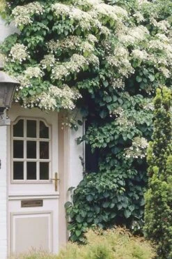 Climbing Hydrangea 'Petiolaris' - 1 Gallon Pot -Breeze Sprout Sales Hydrangea Climbing Petiolaris 17