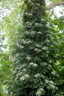 Climbing Hydrangea 'Petiolaris' - 1 Gallon Pot -Breeze Sprout Sales Hydrangea Climbing Petiolaris 8
