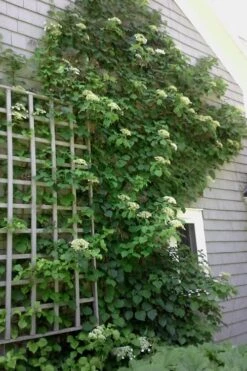 Climbing Hydrangea 'Petiolaris' - 1 Gallon Pot -Breeze Sprout Sales Hydrangea Climbing Petiolaris 9