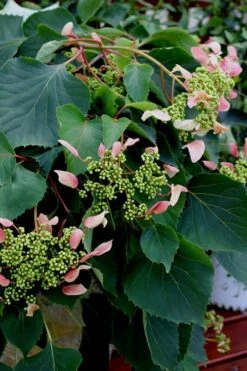 Rose Sensation Pink Climbing Hydrangea Vine - 1 Gallon Pot -Breeze Sprout Sales Hydrangea Climbing Rose Sensation 2