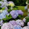 Dear Dolores Hydrangea - 2 Gallon Pot