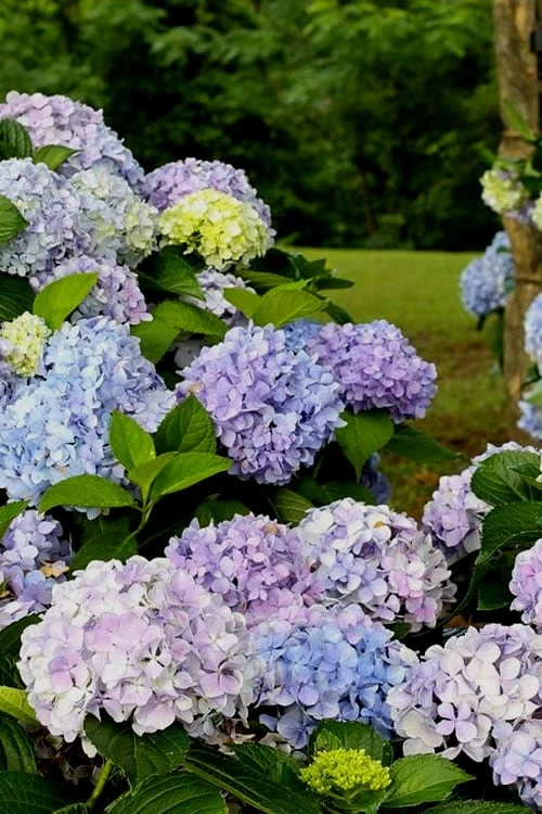 Dear Dolores Hydrangea - 2 Gallon Pot 1 Dear Dolores Hydrangea - 2 Gallon Pot