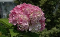 Dear Dolores Hydrangea - 1 Gallon Pot 12 Dear Dolores Hydrangea - 1 Gallon Pot -Breeze Sprout Sales Hydrangea Dear Dolores Pink 2