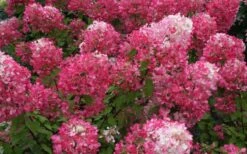 Diamond Rouge Hydrangea - 3 Gallon Pot -Breeze Sprout Sales Hydrangea Diamond Rouge 7