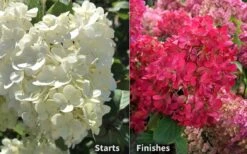 Diamond Rouge Hydrangea - 3 Gallon Pot -Breeze Sprout Sales Hydrangea Diamond Rouge 8