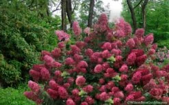 Diamond Rouge Hydrangea - 3 Gallon Pot -Breeze Sprout Sales Hydrangea Diamond Rouge5