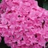 Double Delights Perfection Hydrangea - 2 Gallon Pot