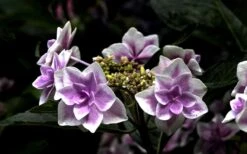 Double Delights Stargazer Hydrangea - 3 Gallon Pot -Breeze Sprout Sales Hydrangea Double Delights Stargazer 5