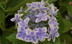 Double Delights Stargazer Hydrangea - 3 Gallon Pot -Breeze Sprout Sales Hydrangea Double Delights Stargazer 6