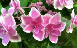 Double Delights Stargazer Hydrangea - 3 Gallon Pot -Breeze Sprout Sales Hydrangea Double Delights Stargazer 7