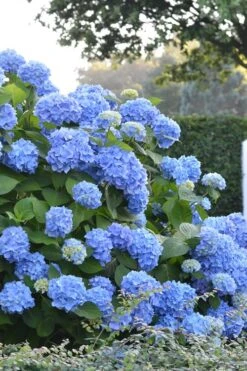 Endless Summer Hydrangea Original - 3 Gallon Pot