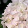 Blushing Bride Endless Summer Hydrangea - 2 Gallon Pot