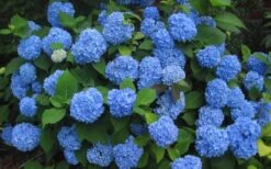 Endless Summer Hydrangea Original - 3 Gallon Pot 11 Endless Summer Hydrangea Original - 3 Gallon Pot -Breeze Sprout Sales Hydrangea Endless Summer Closeup 3