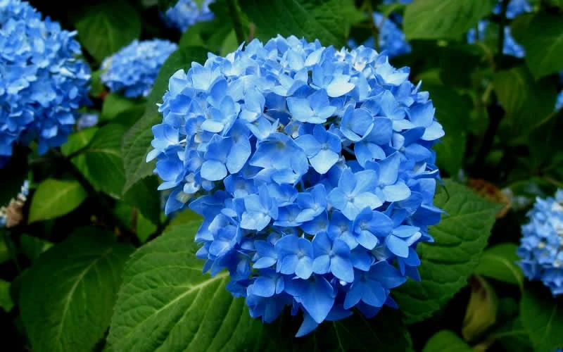 Endless Summer Hydrangea Original - 3 Gallon Pot 7 Endless Summer Hydrangea Original - 3 Gallon Pot - Image 7