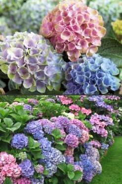 Everlasting Revolution Hydrangea - 3 Gallon Pot -Breeze Sprout Sales Hydrangea Everlasting Revolution 2 1