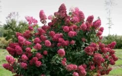 Fire Light Hydrangea - 3 Gallon Pot -Breeze Sprout Sales Hydrangea Fire Light 1