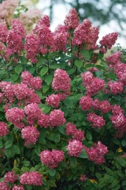 Fire Light Hydrangea - 3 Gallon Pot -Breeze Sprout Sales Hydrangea Fire Light 2