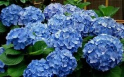 Glory Blue Hydrangea - 1 Gallon Pot -Breeze Sprout Sales Hydrangea Glory Blue 11 1