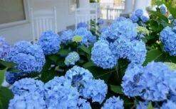 Nikko Blue Hydrangea - 2 Gallon Pot -Breeze Sprout Sales Hydrangea Glory Blue Shrub 2 1