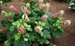 Jetstream Oakleaf Hydrangea - 3 Gallon Pot -Breeze Sprout Sales Hydrangea Jetstream 5