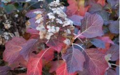 Jetstream Oakleaf Hydrangea - 3 Gallon Pot -Breeze Sprout Sales Hydrangea Jetstream 6