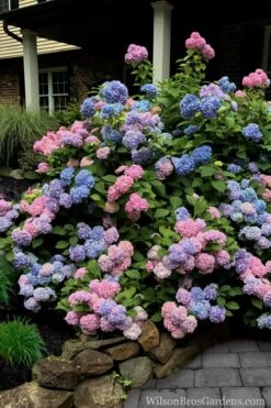 L.A. Dreamin Hydrangea - 3 Gallon Pot 10 L.A. Dreamin Hydrangea - 3 Gallon Pot -Breeze Sprout Sales Hydrangea LA Dreamin 5
