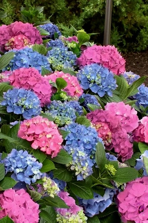 L.A. Dreamin Hydrangea - 3 Gallon Pot 1 L.A. Dreamin Hydrangea - 3 Gallon Pot