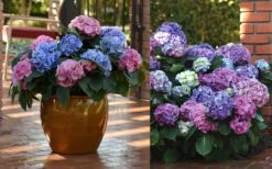 L.A. Dreamin Hydrangea - 3 Gallon Pot 9 L.A. Dreamin Hydrangea - 3 Gallon Pot -Breeze Sprout Sales Hydrangea LA Dreamin Blooms 2