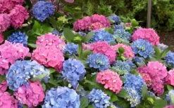 L.A. Dreamin Hydrangea - 3 Gallon Pot 11 L.A. Dreamin Hydrangea - 3 Gallon Pot -Breeze Sprout Sales Hydrangea LA Dreamin Blooms