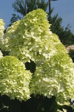 Limelight PeeGee Hydrangea - 7 Gallon Pot (3-4') -Breeze Sprout Sales Hydrangea Limelight 101