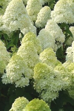Limelight PeeGee Hydrangea - 2.5 Gallon Pot 15 Limelight PeeGee Hydrangea - 2.5 Gallon Pot -Breeze Sprout Sales Hydrangea Limelight 107 1