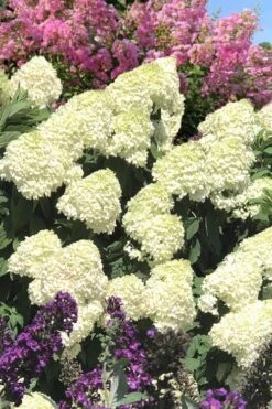 Limelight PeeGee Hydrangea - 7 Gallon Pot (3-4') -Breeze Sprout Sales Hydrangea Limelight 110
