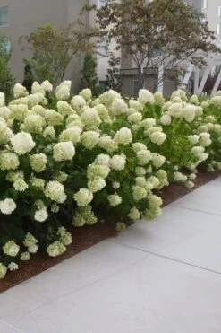 Limelight PeeGee Hydrangea - 6 Pack Of 1 Gallon Pots -Breeze Sprout Sales Hydrangea Limelight 20 1