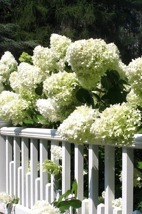 Limelight PeeGee Hydrangea - 2.5 Gallon Pot 6 Limelight PeeGee Hydrangea - 2.5 Gallon Pot - Image 6