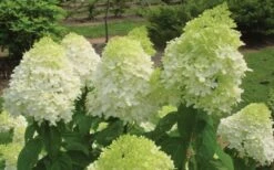 Limelight PeeGee Hydrangea - 6 Pack Of 1 Gallon Pots -Breeze Sprout Sales Hydrangea Limelight Flowers 1