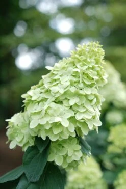 Limelight Prime Hydrangea - 3 Gallon Pot -Breeze Sprout Sales Hydrangea Limelight Prime 1