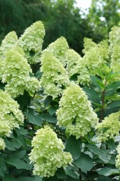 Limelight Prime Hydrangea - 3 Gallon Pot -Breeze Sprout Sales Hydrangea Limelight Prime 4