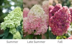 Limelight Prime Hydrangea - 3 Gallon Pot -Breeze Sprout Sales Hydrangea Limelight Prime 6