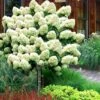 Limelight PeeGee Hydrangea - Single Trunk Topiary Tree - 5 Gallon Pot