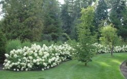 Limelight PeeGee Hydrangea - 2.5 Gallon Pot 13 Limelight PeeGee Hydrangea - 2.5 Gallon Pot -Breeze Sprout Sales Hydrangea Limelight hedge natural 3