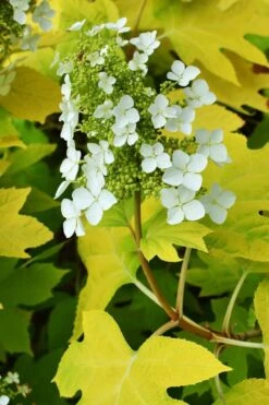 Little Honey Oakleaf Hydrangea - 1 Gallon Pot -Breeze Sprout Sales Hydrangea Little Honey 3