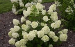 Little Lime Hydrangea - 3 Gallon Pot -Breeze Sprout Sales Hydrangea Little Lime 1 2
