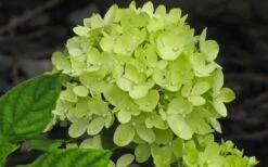 Little Lime Hydrangea - 3 Pack Of Quart Pots -Breeze Sprout Sales Hydrangea Little Lime 2