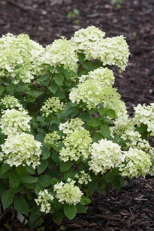 Little Lime Hydrangea - 2 Gallon Pot 1 Little Lime Hydrangea - 2 Gallon Pot