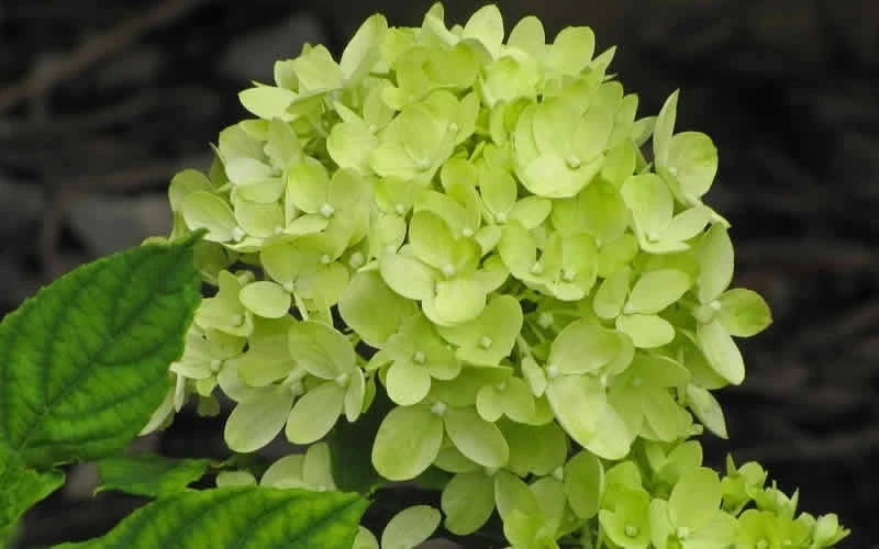 Little Lime Hydrangea - 2 Gallon Pot 4 Little Lime Hydrangea - 2 Gallon Pot - Image 4