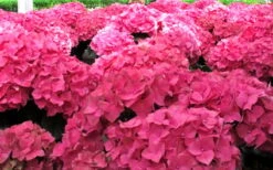 Merritts Supreme Hydrangea - 1 Gallon Pot -Breeze Sprout Sales Hydrangea Merrits Supreme Pink 12